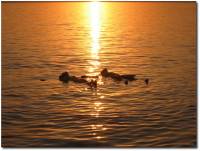 La Perla de Jordania