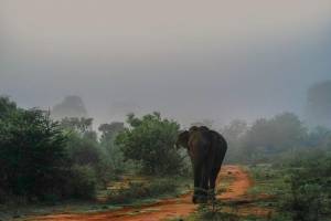 Explora el norte de Sri Lanka